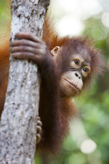 Orangutan in Malaysia, Borneo hanging onto a tree. © davidevison