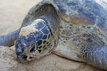 Close-up of a green turtle on the beach.