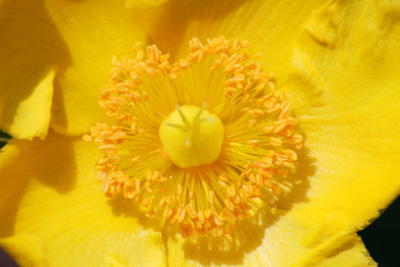 Detail of flower