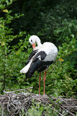 Stork is cleaning its feathers