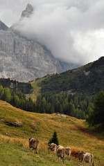 Pascolo trentino