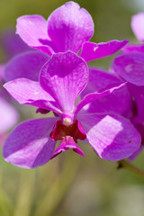 Obraz premium exotic orchids growing on island Bali