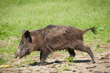 Wild boar