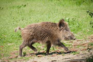 Wild boar