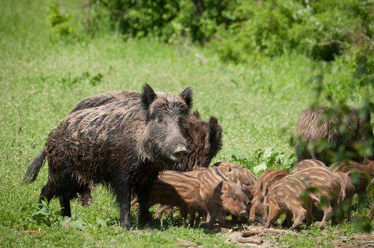 Wild boar with piglets
