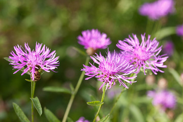 Thistle flowers in a summer