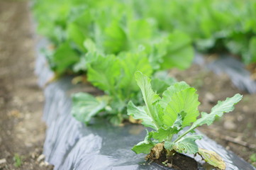 野菜ポートレート