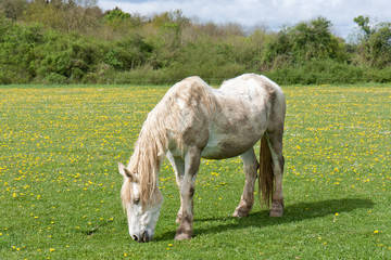 Obraz premium Old horse in a meadow with dandelions