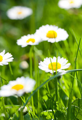 The daisyes in grass.