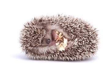 Hedgehog isolation white background