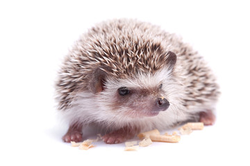Hedgehog isolation white background