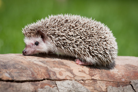 hedgehog in the wood