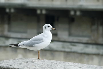 Bird