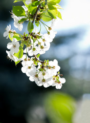 white flowers on the dark background