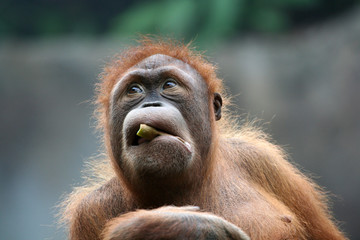 Orang Utan