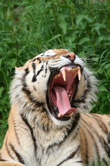 Obraz premium gähnender Tiger