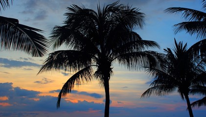 Fototapeta na wymiar Sunset with Palmtrees
