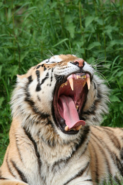 g&auml;hnender Tiger