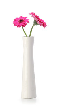 Pink gerbera in  white vase