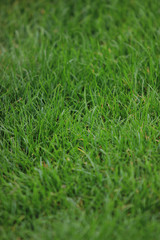 Green grass texture 