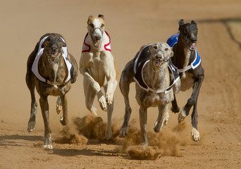 racing greyhouns