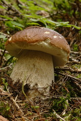 boletus