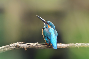 止まり木のカワセミ