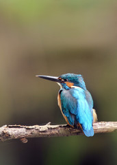止まり木のカワセミ