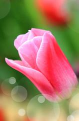 Fototapeta na wymiar Beautiful rose tulip close-up