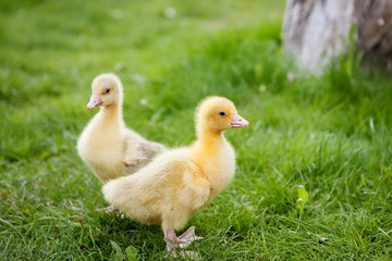 two little geese