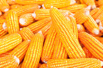 yellow ripe corn collected in autumn