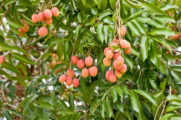 fresh lychee with green background