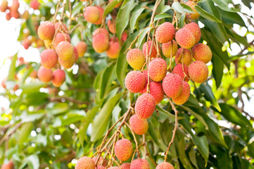fresh lychee with green background