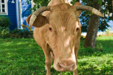Naklejka na ściany i meble Cow portrait