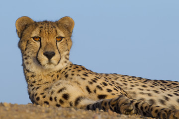 Cheetah resting, South Africa