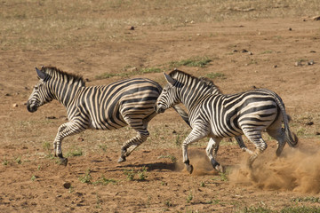 Fototapeta na wymiar Burchell's Zebra running, South Africa
