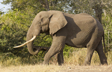 Fototapeta na wymiar Bull Elephant, RPA
