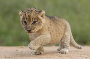 Lion cub, South Africa