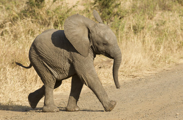 Fototapeta na wymiar African dziecko słoń, Republika Południowej Afryki