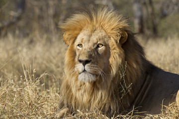 Obraz na płótnie Canvas Mężczyzna portret Lion, Republika Południowej Afryki