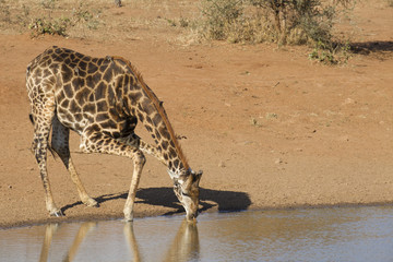 Southern Giraffe drinking, South Africa
