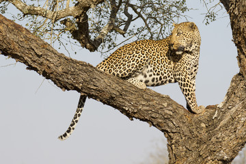 Male Leopard in tree, South Africa