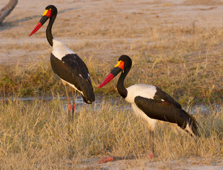 Saddlebilled Stork pair, South Africa