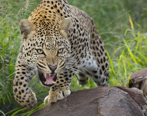 Fototapeta premium African Leopard, snarling, South Africa
