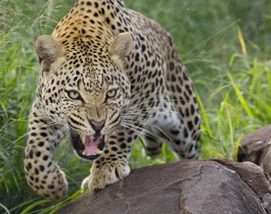 Wandcirkels plexiglas Afrikaanse luipaard, grommend, Zuid-Afrika © stuporter