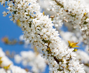 Cherry flowers