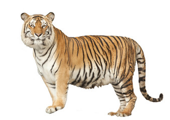Portrait d& 39 un tigre royal du Bengale