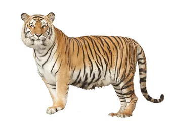 Papier Peint photo Tigre Portrait d& 39 un tigre royal du Bengale
