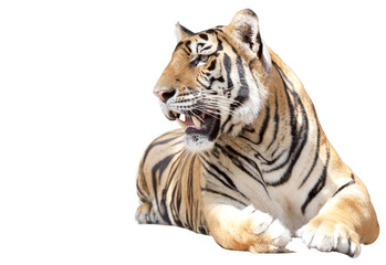 Obraz premium Tygrys siedzieć