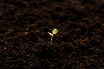 awakening of the plant
